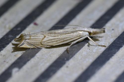 Réf. 326 333 : Metacrambus carectellus